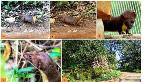 Photo of yellow-bellied weasel and its habitat (base of rocky wall and... | Download Scientific ...