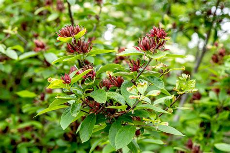 Carolina Allspice Shrub