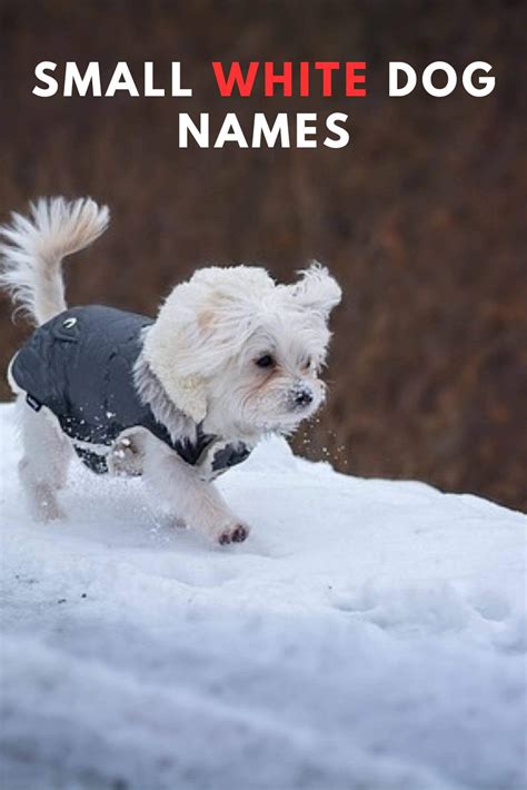 +70 Adorable and Unique Small White Dog Names for Your New Furry Friend