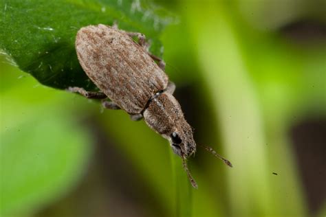 Weevil pests abound but how to distinguish them? – Cesar Australia