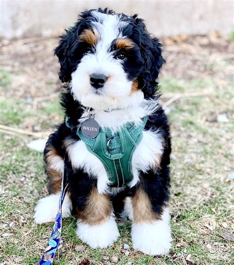 Kansas City Bernedoodle Puppies for Sale - CID Breeder