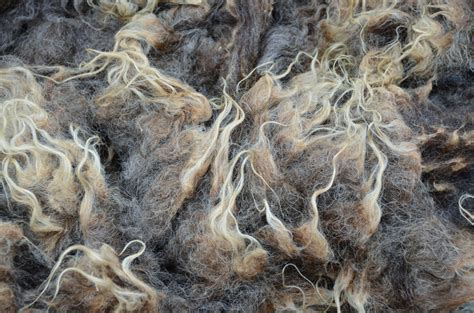 Breed Study: Shetland Sheep - February 2015 — 222 Handspun