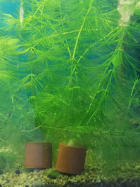 Ceratophyllum demersum (Hornwort) – Paul's Aquarium