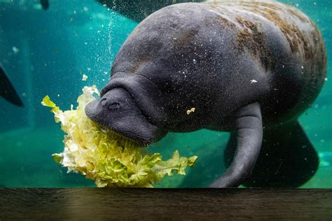 Florida wildlife officials start program to feed starving manatees ...