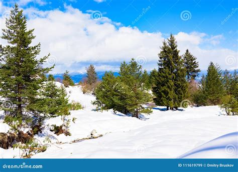 Coniferous Forest in Winter Stock Image - Image of color, scenic: 111619799