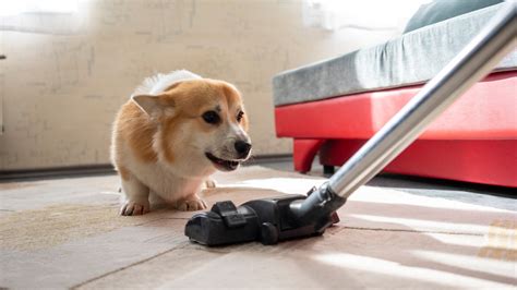 The best vacuums for pet hair for fur-free floors
