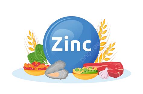 Products Rich In Zinc Cartoon Vector Illustration Anemia Food Shrimp Vector, Anemia, Food ...