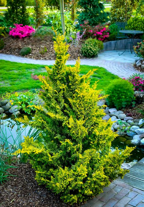 Fernspray Gold Hinoki Cypress Trees For Sale | The Tree Center™