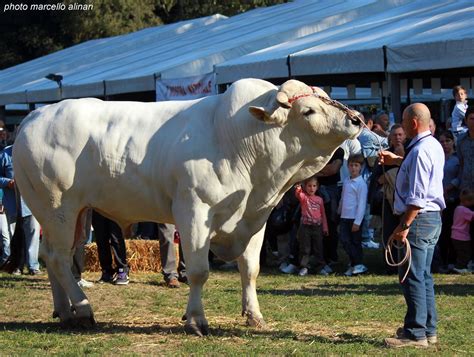 ECCOLA, LA CHIANINA! (1) | Toscana * Italia Nel cuore della … | Flickr