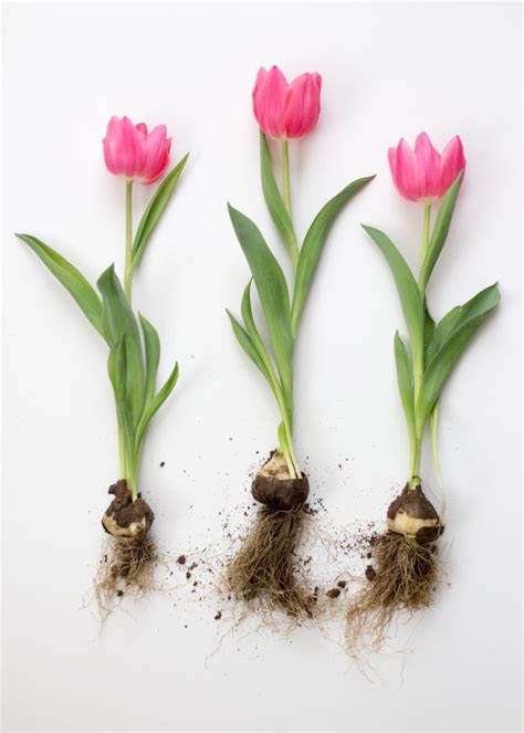 How Late Can You Plant Tulip Bulbs?