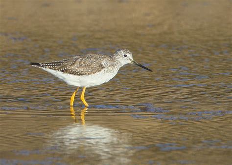 Shorebirds – Page 6 – Falmouth Birds