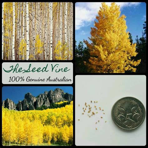 20+ QUAKING ASPEN TREE SEEDS (Populus tremuloides) Autumn Gold Yellow Medicinal | Tree seeds ...