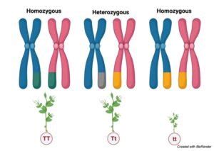 Homozygous : Definition, Examples, and Traits