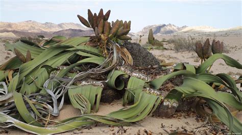 Miracle plants in the Namib desert – DW – 11/02/2017