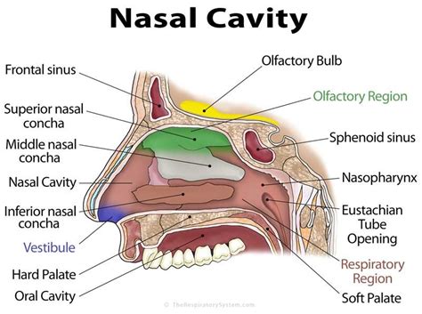 What is nasal cavity definition, what is the function of nasal cavity ...