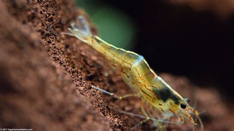 Freshwater Shrimp Can Be Great Additions To A Tank - Video