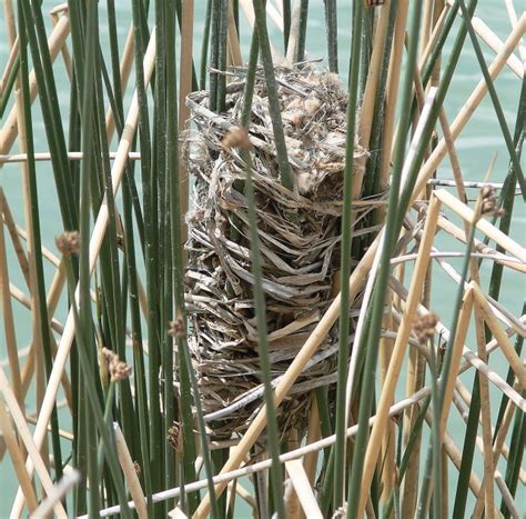 Marsh Wren nest | dpwagtail | Flickr