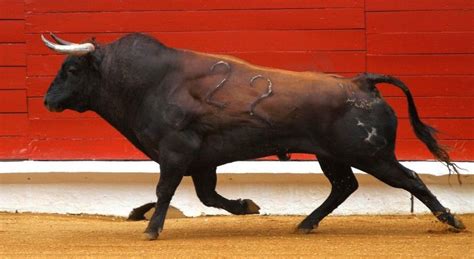 spanish bull - Google Search | Bull pictures, Majestic animals, Bull painting