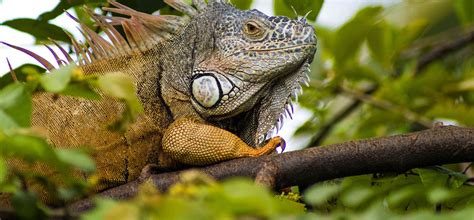 Animal Encounters in Puerto Vallarta - Riviera Nayarit | TravelPulse