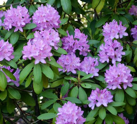 Flowers of Rhododendron in Blooming Time in Full Bloom Stock Photo ...