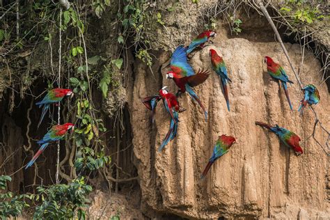 Local and Global Effects of Deforestation in the Amazon Rain Forest | National Geographic Society