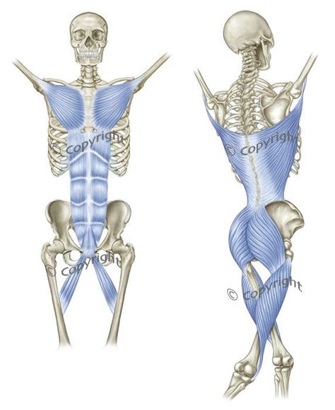 Resultado de imagen para fascial lines | Yoga anatomy, Body therapy ...