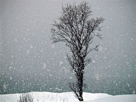 Picture of snow falling and a lonely tree in Northern Norway – Photos ...