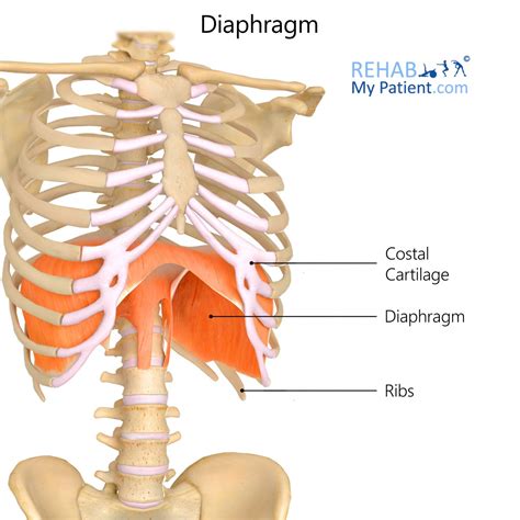 Diaphragm | Rehab My Patient