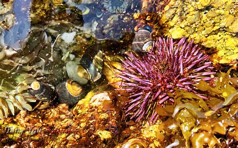 Baby Sea Urchins | Monterey Bay is a bay of the Pacific Ocea… | Flickr