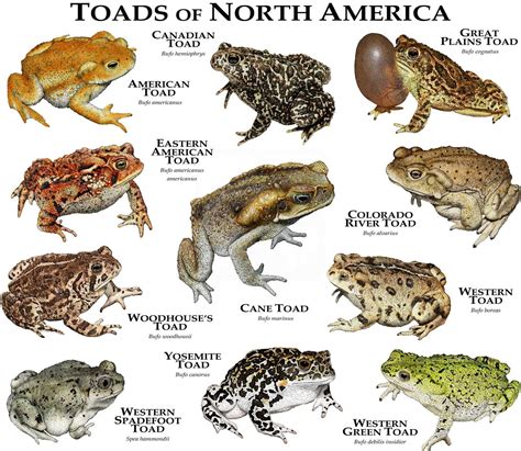 List Of Toad Species