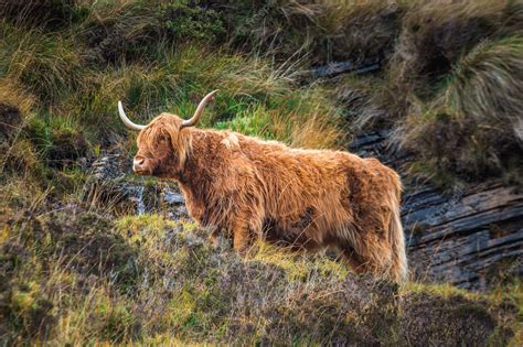 Premium Photo | Scottish highland cow with horns