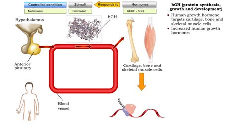 Hgh Diagrams