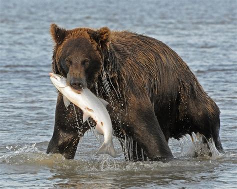 Grizzly bear catching a salmon in Katmai National Park | Smithsonian Photo Contest | Smithsonian ...