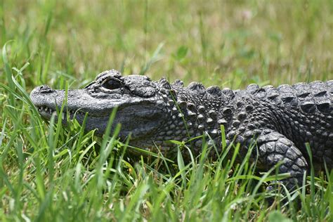 Chinese Alligator | The Maryland Zoo