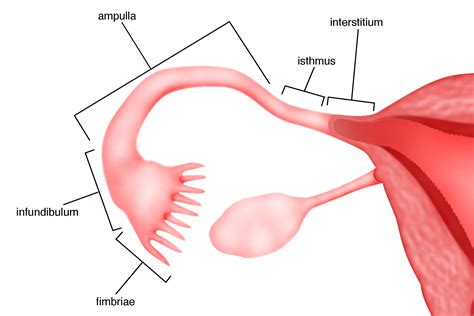 Chapter 1 – Normal female anatomy – Melaka Fertility