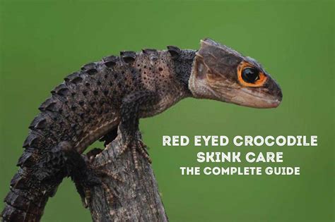 Red Eyed Crocodile Skink