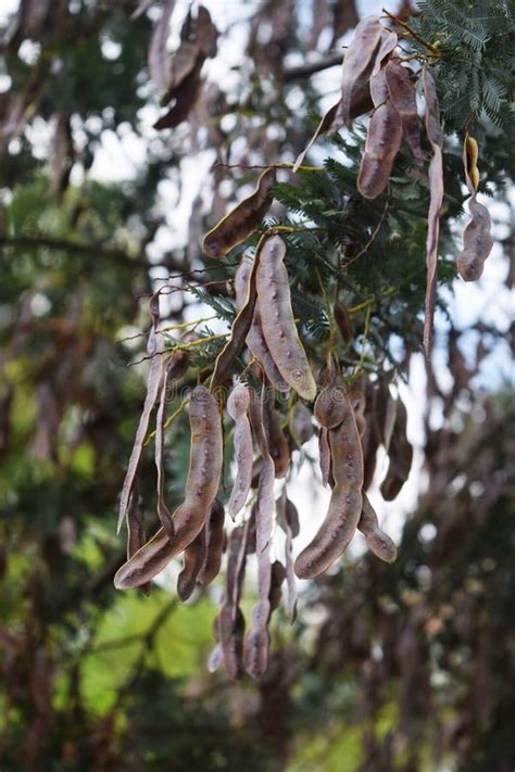 Seeds of Silver wattle stock photo. Image of leaf, branch - 118108900