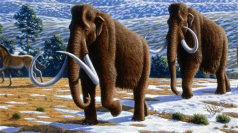 Should science revive the woolly mammoth? | PBS NewsHour