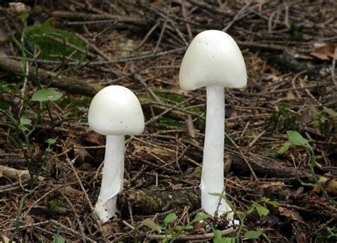 How to Identify Poisonous Mushrooms