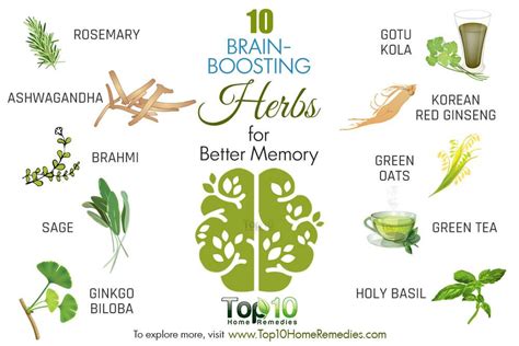 10 Brain-Boosting Herbs for Better Memory | Top 10 Home Remedies