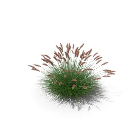 Dwarf Fountain Grass PNG Images & PSDs for Download | PixelSquid - S11295983E