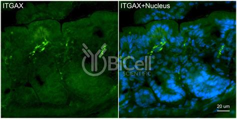 Integrin alpha-X (ITGAX or CD11c) antibody - BiCell Scientific®