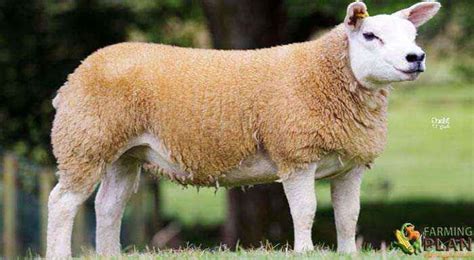 Texel Sheep: Origin And Spread - Farming Plan