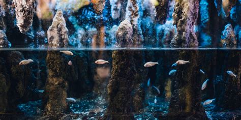 Blind cave tetra | NMFRI Gdynia Aquarium