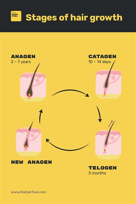 Key Stages of Hair Growth | Hair growth stages, Hair science, Hair stages