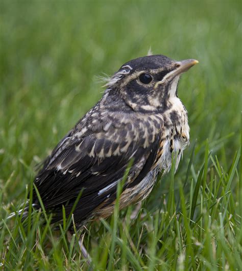 Baby Robin Photograph by John Crothers | Fine Art America