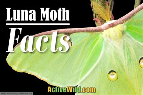 Luna Moth Facts: Luna Moth Pictures and Information: Discover One Of ...