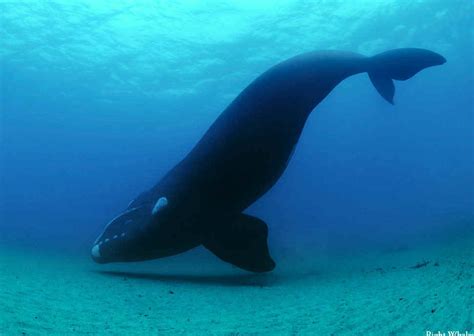 North Atlantic Right Whale - Marine Mammals of Maine