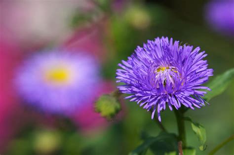 The Unique Meaning of Aster Flowers Will Astonish You to the Core ...