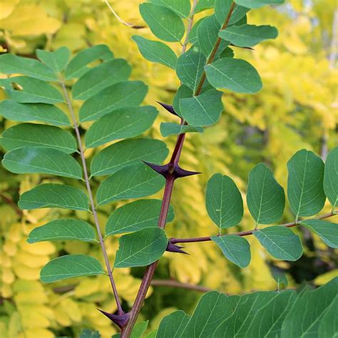 Robinia pseudoacacia - Black Locust Tree – Mail Order Trees